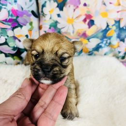 Groot - Chocolate male Morkie puppy in Stockbridge, Georgia from Jenn’s Georgia Morkies and Biewer Terriers