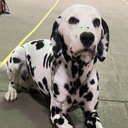 Australian Shepherds, Border Collies, Dalmatians, and Poodles from MLS Ranch