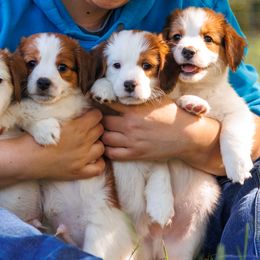Nederlandse Kooikerhondje puppies from Danube Kooikerhondjes