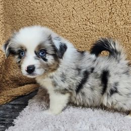 Valor - Blue merle male Australian Shepherd puppy in Ennis, Texas from God’s Little Aussies