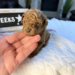 Willow - Red  female Poodle puppy in Florida from Adorable Toy-Miniature Poodles