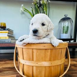 Girl 3 - Light golden female Golden Retriever puppy in Oconto, Wisconsin from Abbie's Golden Retrievers