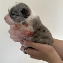 Guinness - Blue merle female Australian Shepherd puppy in Weeki Wachee, Florida from Ace of Spades Australian Shepherds