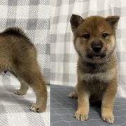 Boy 2 - Shikoku puppy from Kiseki No Yama