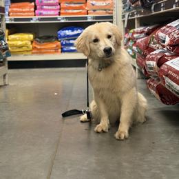 Iris - Golden female Golden Retriever puppy in Winchester, Kentucky from Dream Dogs