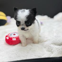 Hook - Black and white male Chihuahua puppy in Lee Center, New York from Alfheim-Andromeda Chihuahua's (A &A's)