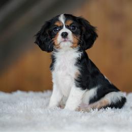 Merlot - Tri-color male Cavalier King Charles Spaniel puppy in Sugarcreek, Ohio from Chocolate Cavalier