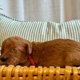Red - Red  male Goldendoodle puppy in Hesperia, Michigan from Red Acres Poodles & Doodles