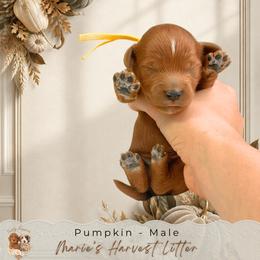 Pumpkin - Red  male Goldendoodle puppy in Norcross, Georgia from Teddy Puppies