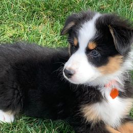 Australian Shepherds from Mullahy Aussies