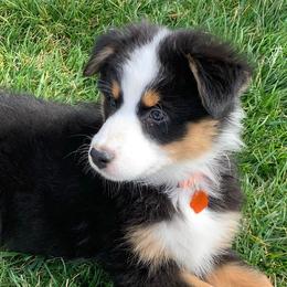 Australian Shepherds from Mullahy Aussies