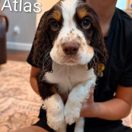 Atlas - Liver white and tan male English Springer Spaniel puppy in Fort White, Florida from Thunderbird Springers