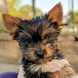 Biewer Terriers and Yorkshire Terriers from Vonda's Yorkieville