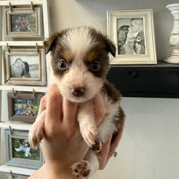 Clover - Red tri-color female Australian Shepherd puppy in Weeki Wachee, Florida from Ace of Spades Australian Shepherds