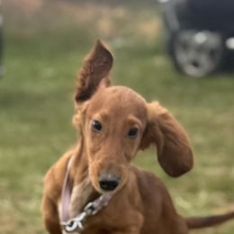 Bubba - Red male Dachshund puppy in Bluff City, Tennessee from Sidanelv Dachshunds