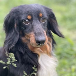 Watson - Dachshund