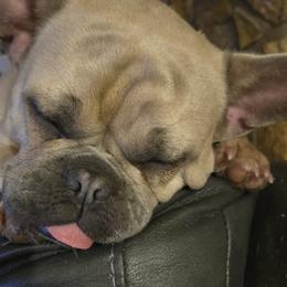 French Bulldogs from Fuzzy Angels