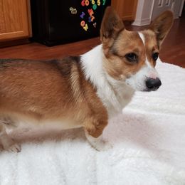 Barkley - Pembroke Welsh Corgi