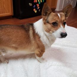 Barkley - Pembroke Welsh Corgi