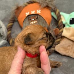 Jawa (zippy) - Red male Brussels Griffon puppy in Seneca, Missouri from Stephanie’s Puppy Colony