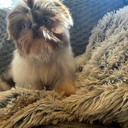 Girl 2 - Lilac female Shih Tzu puppy in Dallas, Texas from A Sassy Soul Shih-Tzu