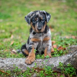 Beauceron Puppies from Feu de l'Âme Beaucerons