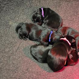 Male 1 - Black male Scottish Terrier puppy in Milo, Iowa from Scotties By Stout