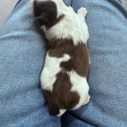 Sprinkles - Liver and white male Shih Tzu puppy in Toccoa, Georgia from Shorkie & Shih Tzu Haven