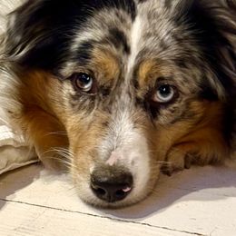 Nevaeh - Miniature American Shepherd