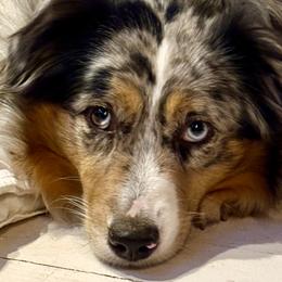 Nevaeh - Miniature American Shepherd