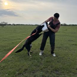 Sarge - German Shepherd