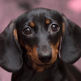 Bulldogs, Dachshunds, French Bulldogs, and Great Danes from Trumans Great Danes