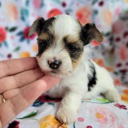 Crickett - Parti male Yorkshire Terrier puppy in Middleton, Idaho from Rocky Mountain Yorkies
