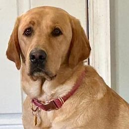 Minnie - Labrador Retriever