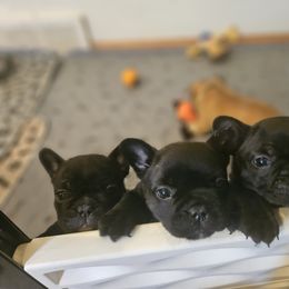 French Bulldog Puppies from A&D Frenchies