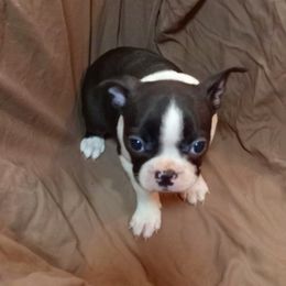 Boston Terrier Puppies from Park Kennel