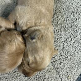 Boy 6 White - Golden male Golden Retriever puppy in Yelm, Washington from Bit O'Heaven Farm