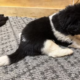 Denver - White and black male Newfoundland puppy in Brandenburg, Kentucky from Bluegrass River Newfoundlands