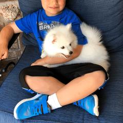 American Eskimo Dog Puppies from Soleil American Eskimos