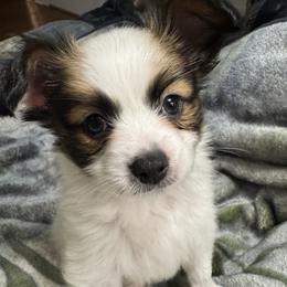 Elton - White and sable male Papillon puppy in Columbia, Missouri from Triple Tier