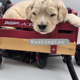 Washington - Apricot male Goldendoodle puppy in Neillsville, Wisconsin from Granton Creek