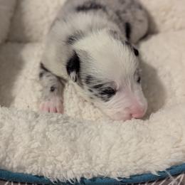 Jack Sparrow - White and blue merle male Border Collie puppy in Linton, Indiana from Kraken Border Collies