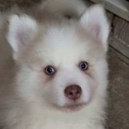 Phoenix - Merle male Pomsky puppy in Spring Hill, Florida from PDQ Pomskies