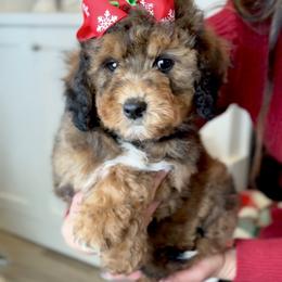 Bernedoodle, Cavapoo, and Goldendoodle Puppies from Blackberry Farm Puppies