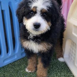 Blue collar Female - Red female Bernedoodle puppy in Gilbert, Arizona from Azteddybeardoodles