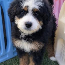 Blue collar Female - Red female Bernedoodle puppy in Gilbert, Arizona from Azteddybeardoodles
