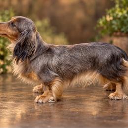 Aurora - Dachshund