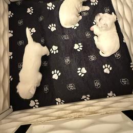 Boy 1 - White male West Highland White Terrier puppy in Red Rock, Texas from Alchemy Farms