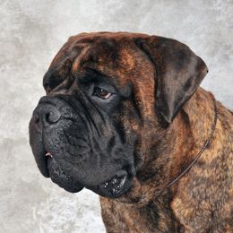 Remi - Bullmastiff