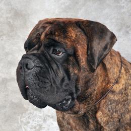 Remi - Bullmastiff